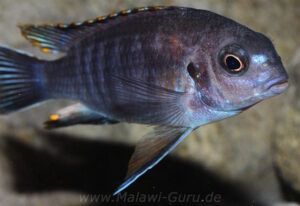 Tropheops sp. 'chilumba' Chitande Island
